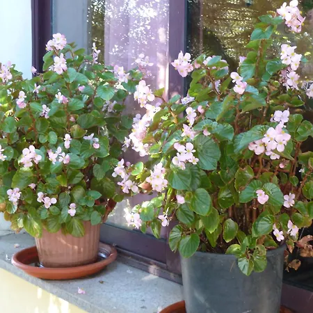 Bed & Breakfast Vaddidulimu Luogosanto