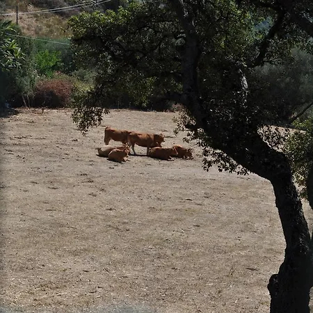 Bed and Breakfast Vaddidulimu 3*